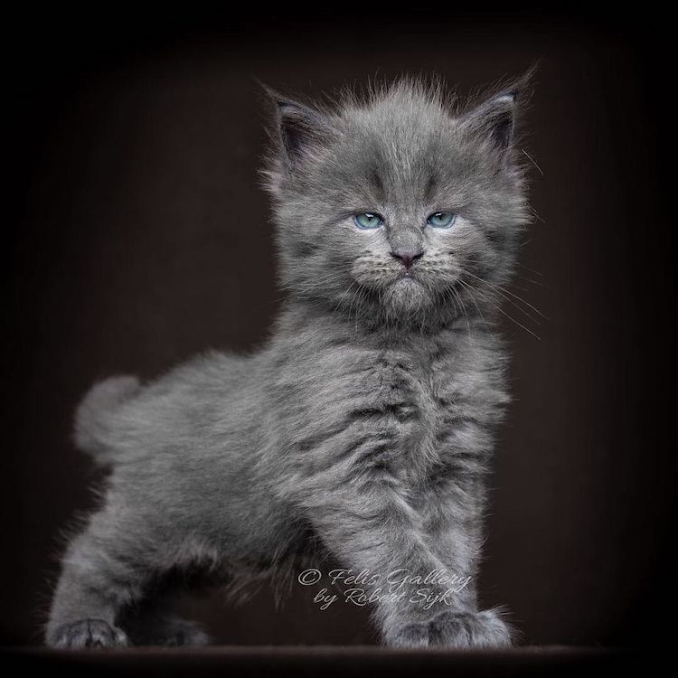 Gato MaineCoon fotografía de RobertSijka