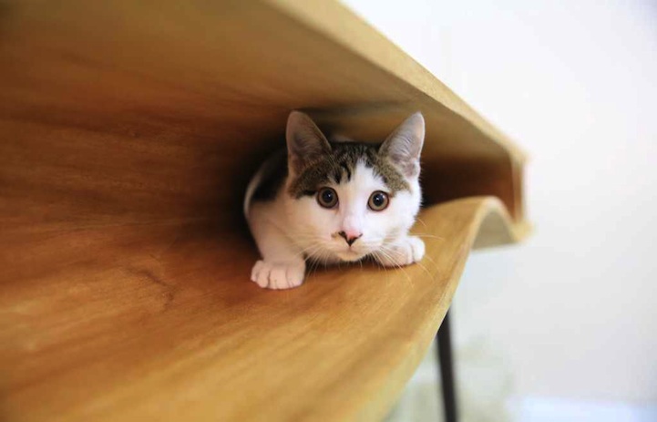 Ruan Hao cat table design 2
