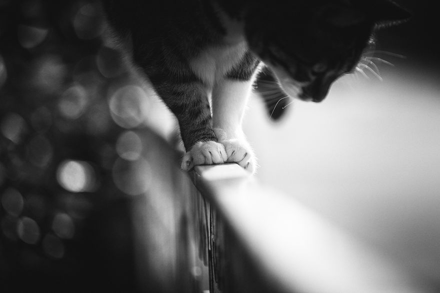 SabrinaBoem 10 gatos fotografía MonorailCats mascotas belleza vidasalvaje animales