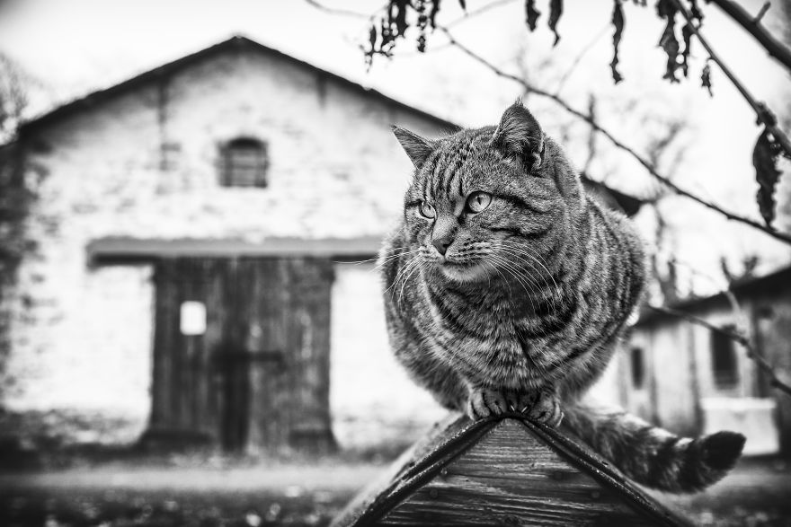 SabrinaBoem 5 gatos fotografía MonorailCats mascotas belleza vidasalvaje animales