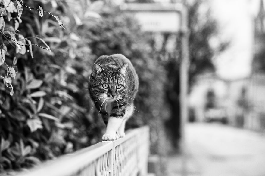 SabrinaBoem 9 gatos fotografía MonorailCats mascotas belleza vidasalvaje animales