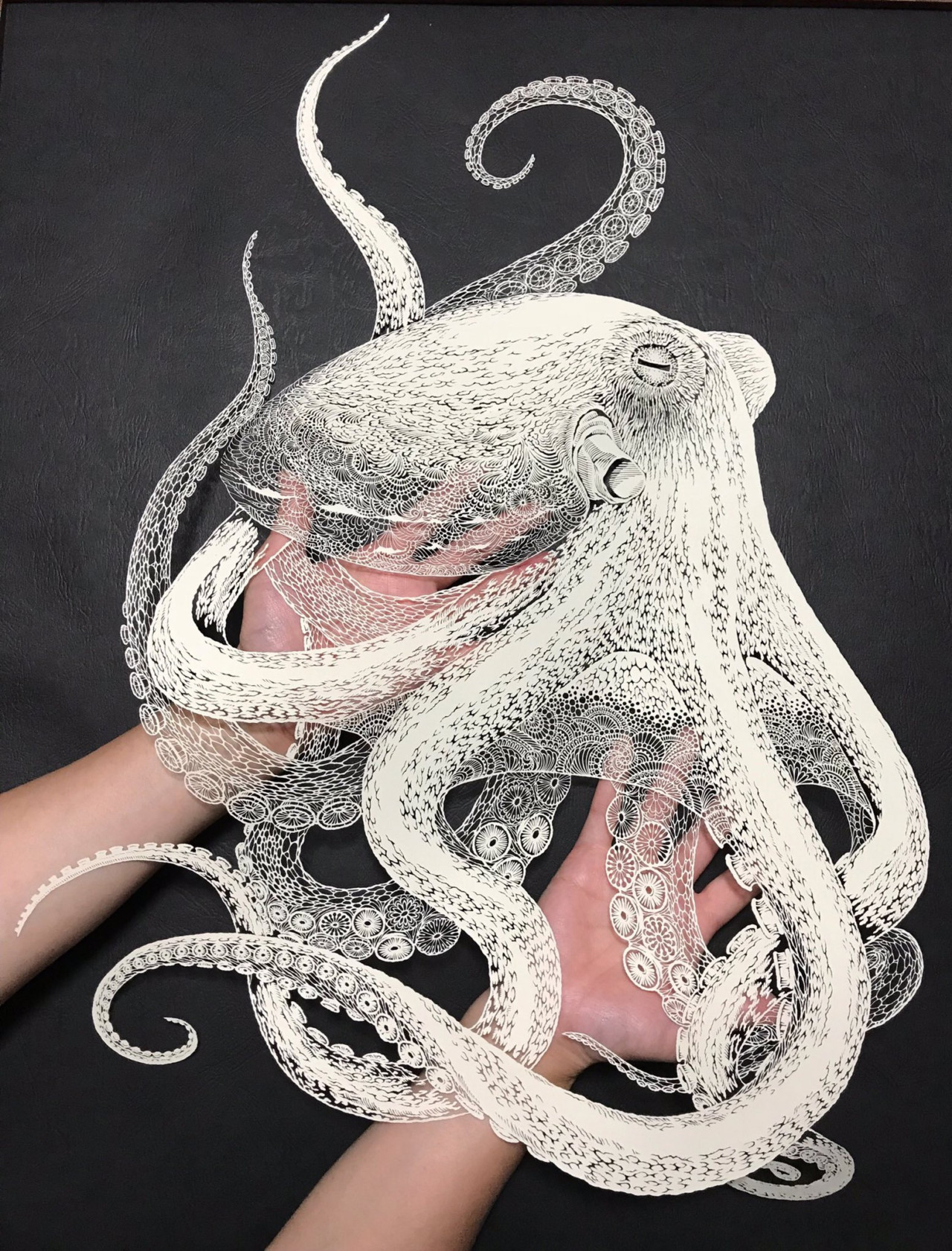 octopus 2 640x8412x