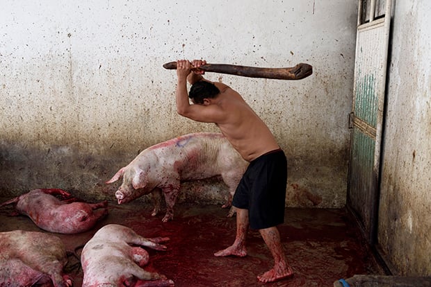 IndustriaCarnica 3 AitorGarmendia fotoperiodismo investigación vegetarismo veganismo animal estilodevida