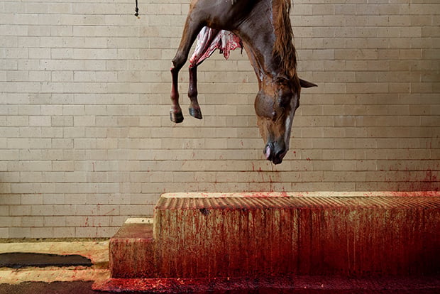 IndustriaCarnica 4 AitorGarmendia fotoperiodismo investigación vegetarismo veganismo animal estilodevida
