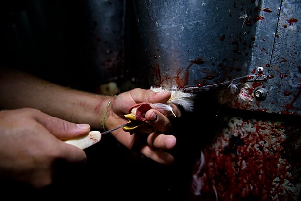 IndustriaCarnica 5 AitorGarmendia fotoperiodismo investigación vegetarismo veganismo animal estilodevida