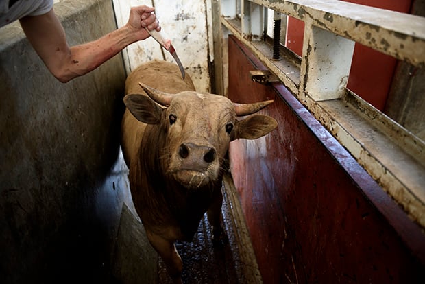 IndustriaCarnica 6 AitorGarmendia fotoperiodismo investigación vegetarismo veganismo animal estilodevida