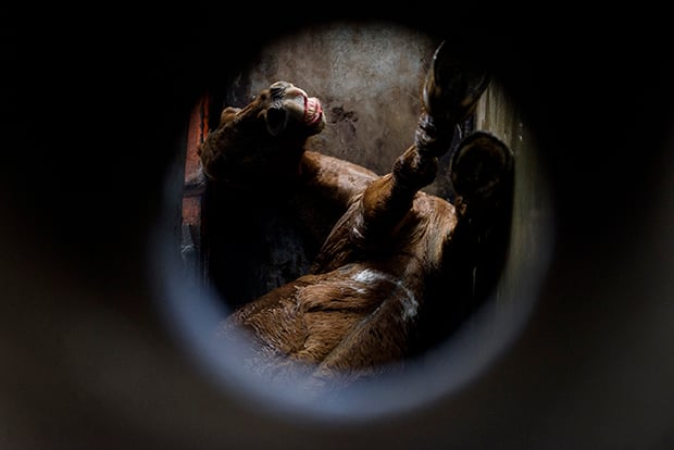 IndustriaCarnica 7 AitorGarmendia fotoperiodismo investigación vegetarismo veganismo animal estilodevida