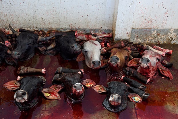 IndustriaCarnica 8 AitorGarmendia fotoperiodismo investigación vegetarismo veganismo animal estilodevida