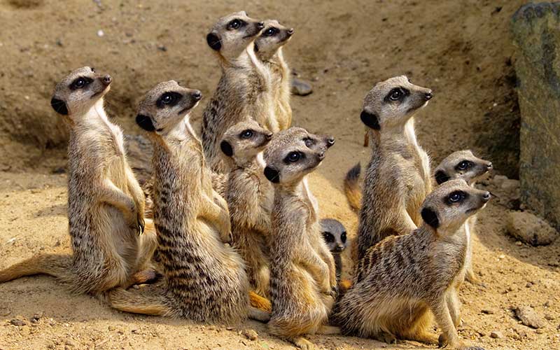 SanValentín 2 cucaracha suricata zoo ElPaso Texas regalo humornegro Facebook sociedad