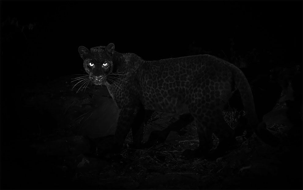 WillBurrardLucas 1 fotografia naturaleza leopardonegro Africa vidasalvaje animal AfricaJournalOfEcology
