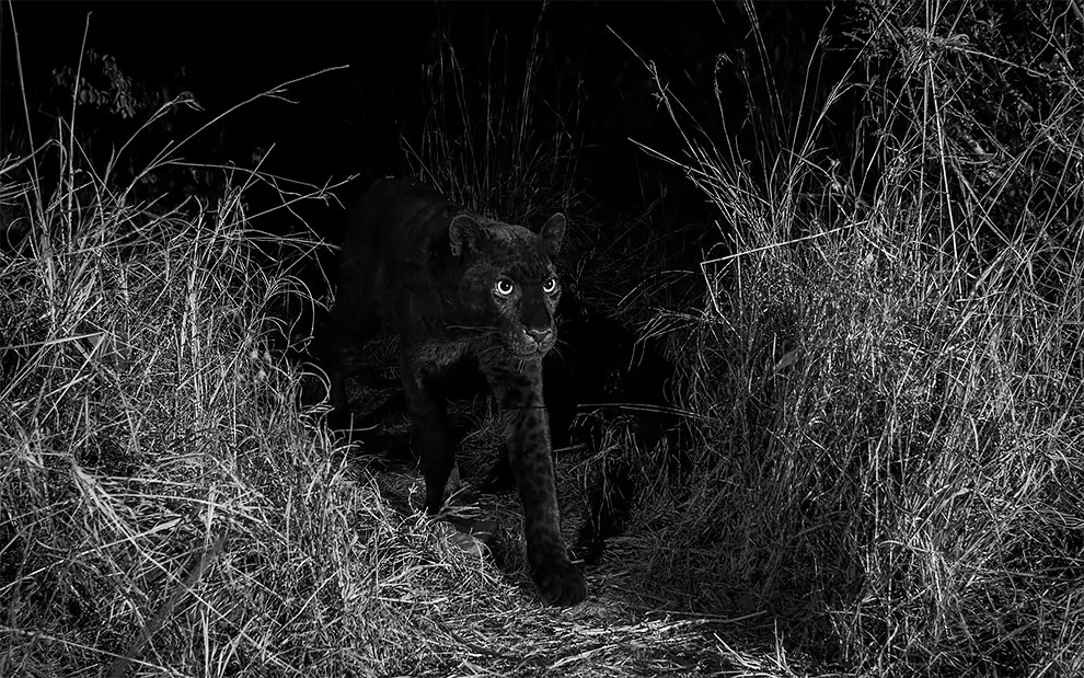 WillBurrardLucas 2 fotografia naturaleza leopardonegro Africa vidasalvaje animal AfricaJournalOfEcology