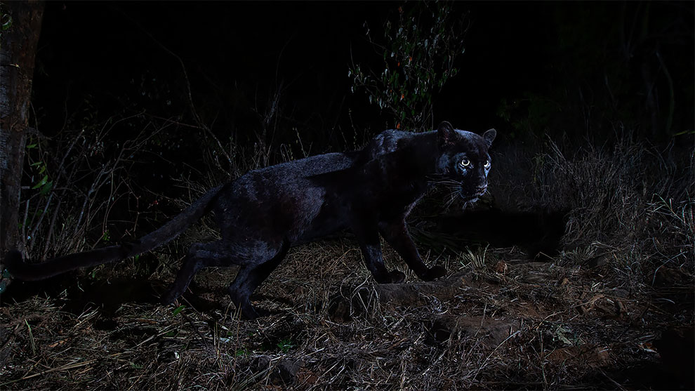 WillBurrardLucas 3 fotografia naturaleza leopardonegro Africa vidasalvaje animal AfricaJournalOfEcology