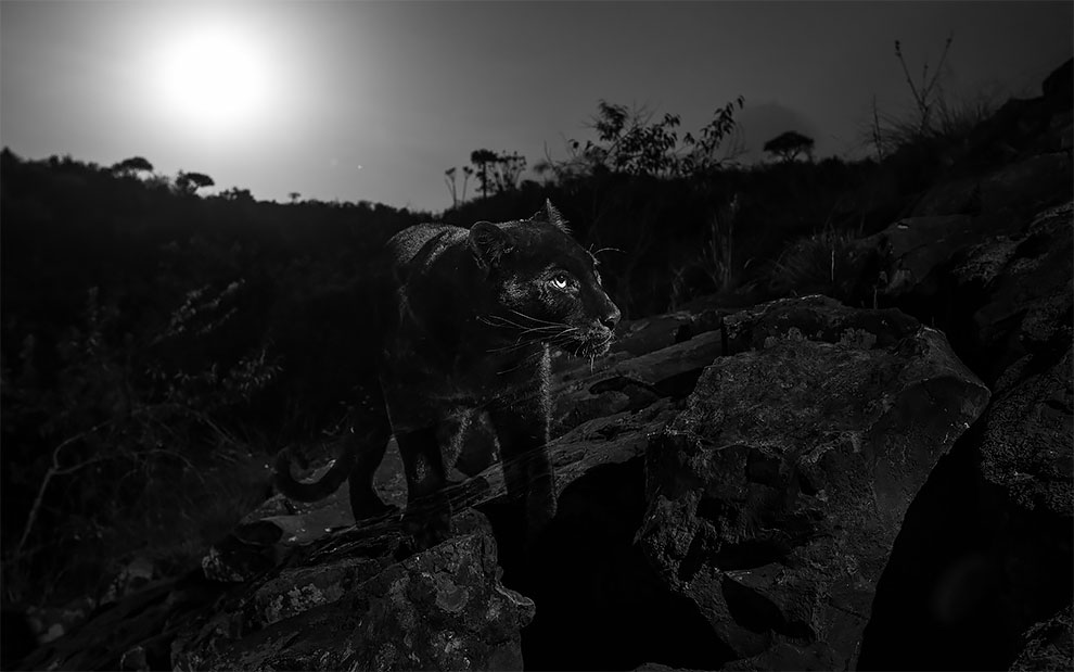 WillBurrardLucas 4 fotografia naturaleza leopardonegro Africa vidasalvaje animal AfricaJournalOfEcology
