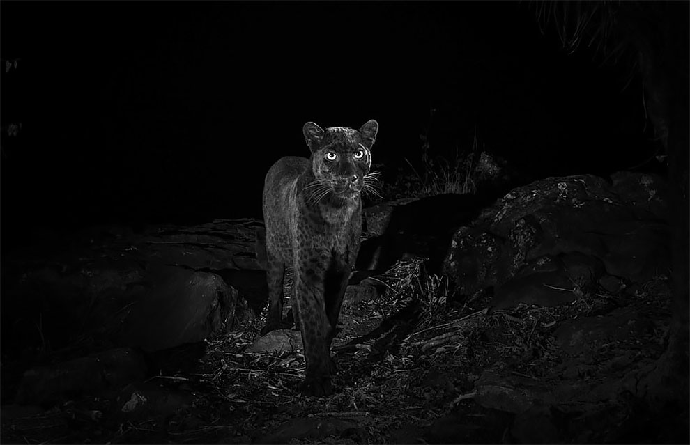 WillBurrardLucas 5 fotografia naturaleza leopardonegro Africa vidasalvaje animal AfricaJournalOfEcology