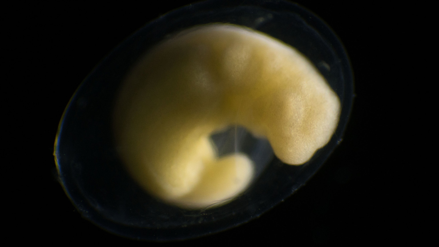 timelapse triton 01