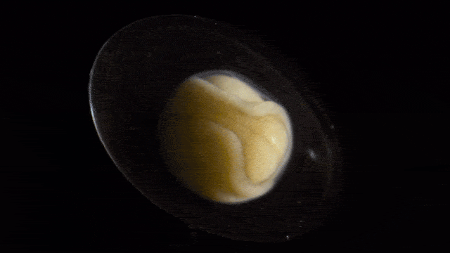 timelapse triton 02