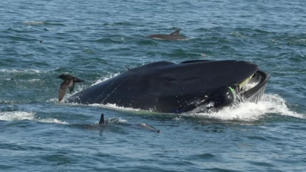 Ballena 1 RainerSchimpf vidasalvaje buzo Sudafrica naturaleza vidasalvaje noticia curiosidad