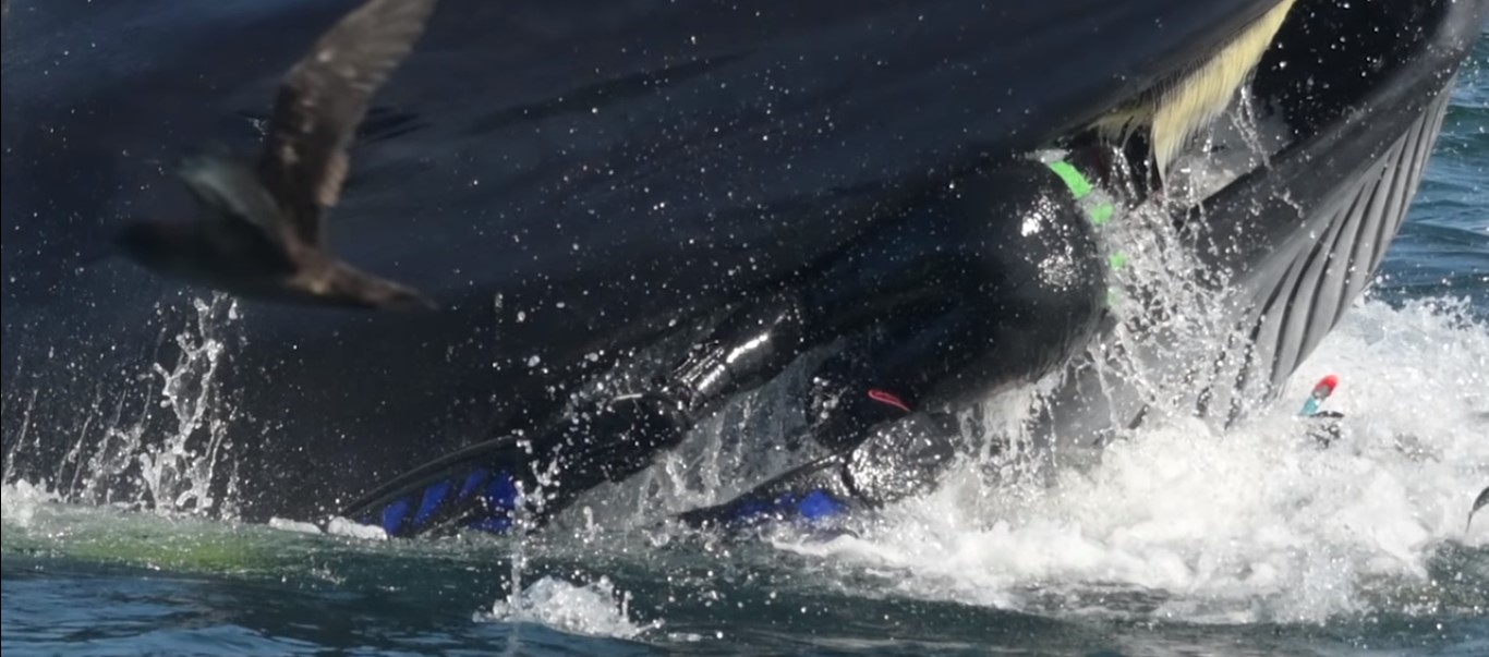 Ballena 3 RainerSchimpf vidasalvaje buzo Sudafrica naturaleza vidasalvaje noticia curiosidad