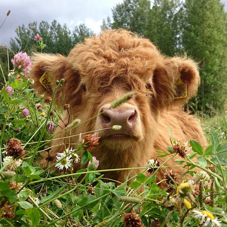 Highlands ternero animales Tierras Altas Escocia vida salvaje naturaleza belleza animales