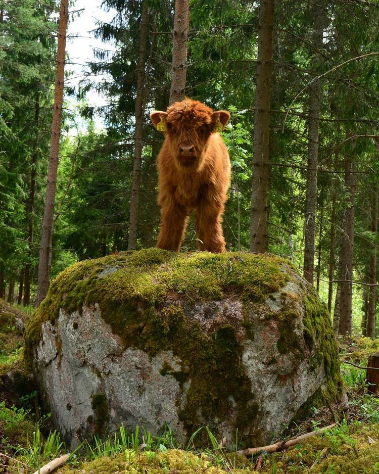 Highlands ternero animales Tierras Altas Escocia vida salvaje naturaleza belleza animales