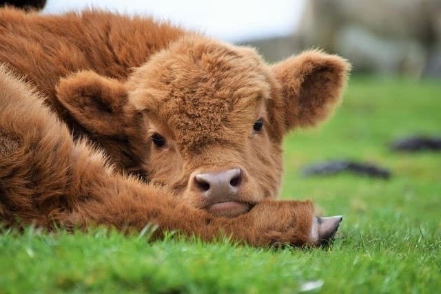 Highlands ternero animales Tierras Altas Escocia vida salvaje naturaleza belleza animales
