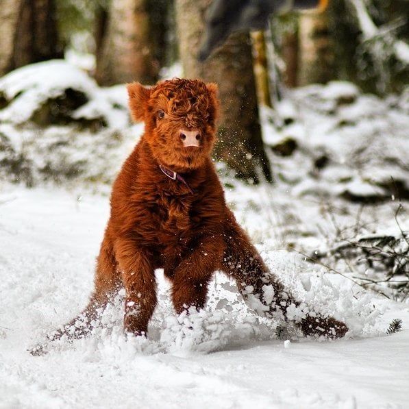 Highlands ternero animales Tierras Altas Escocia vida salvaje naturaleza belleza animales