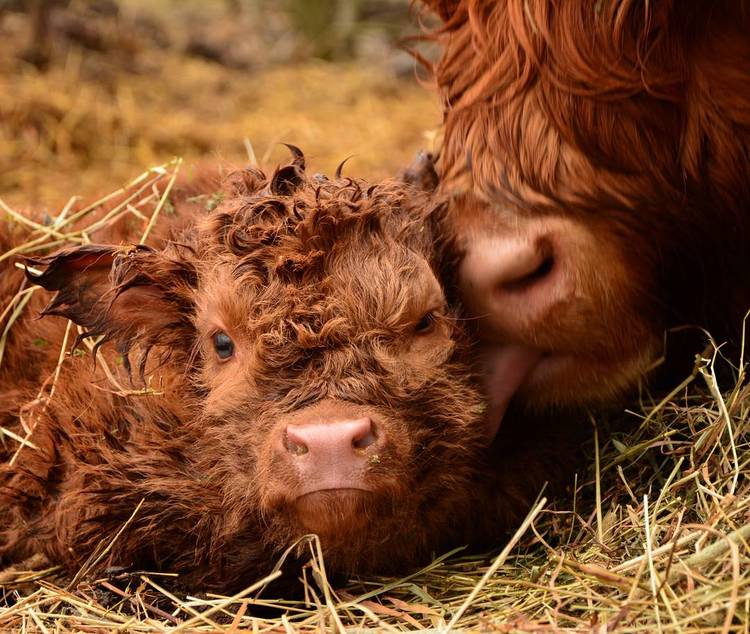 Highlands ternero animales Tierras Altas Escocia vida salvaje naturaleza belleza animales
