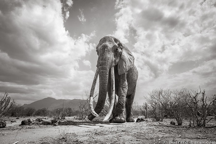WillBurrardLucas 1 ElephantQueen animal elefante naturaleza vidasalvaje planeta fotografia LandOfGiants
