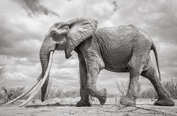 WillBurrardLucas 2 ElephantQueen animal elefante naturaleza vidasalvaje planeta fotografia LandOfGiants