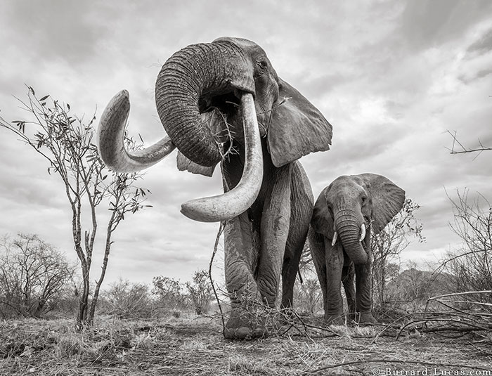 WillBurrardLucas 3 ElephantQueen animal elefante naturaleza vidasalvaje planeta fotografia LandOfGiants
