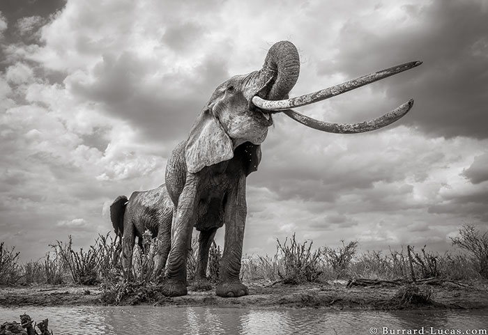 WillBurrardLucas 4 ElephantQueen animal elefante naturaleza vidasalvaje planeta fotografia LandOfGiants