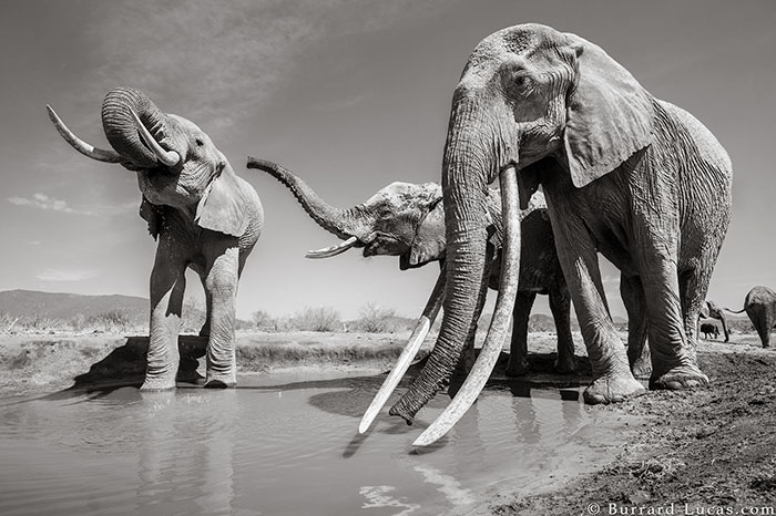 WillBurrardLucas 5 ElephantQueen animal elefante naturaleza vidasalvaje planeta fotografia LandOfGiants