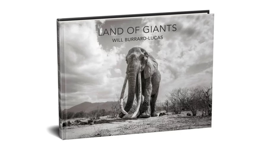 WillBurrardLucas 6 ElephantQueen animal elefante naturaleza vidasalvaje planeta fotografia LandOfGiants