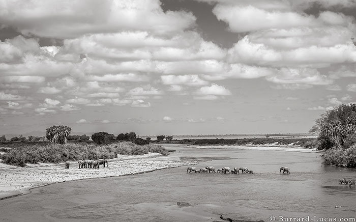 WillBurrardLucas 7 ElephantQueen animal elefante naturaleza vidasalvaje planeta fotografia LandOfGiants