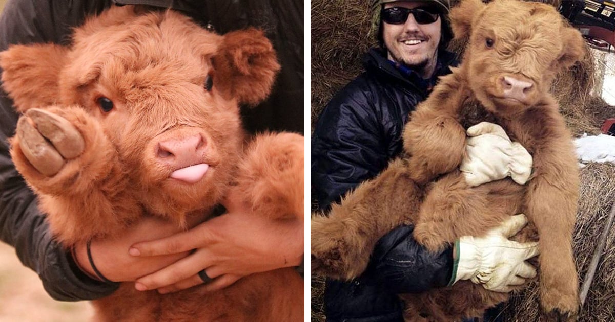 Los adorables terneros de las Highland escocesas