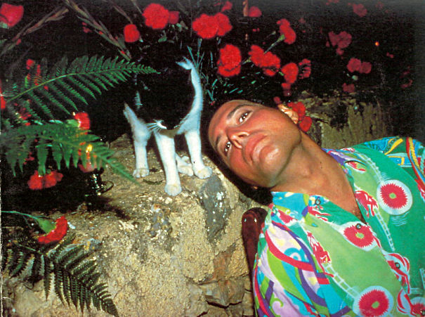 freddie mercury gatito