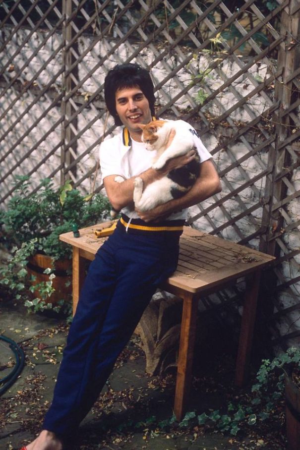 freddy mercury gatos10 copia