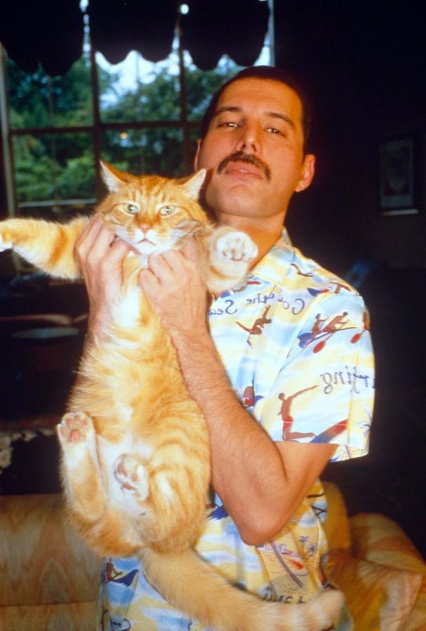 freddy mercury gatos13