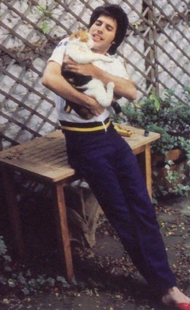 freddy mercury gatos14