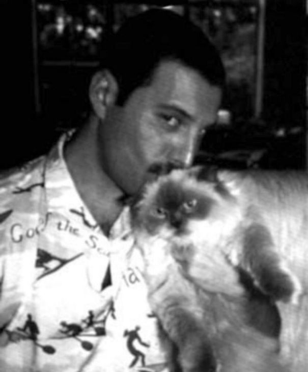 freddy mercury gatos17
