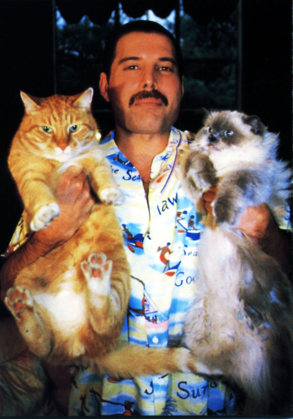 freddy mercury gatos1 copia