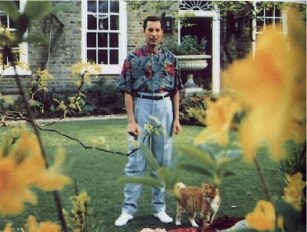 freddy mercury gatos20