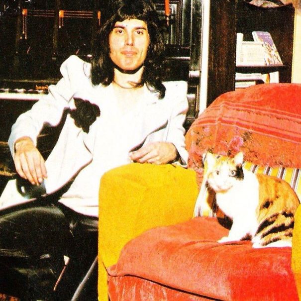 freddy mercury gatos2 copia