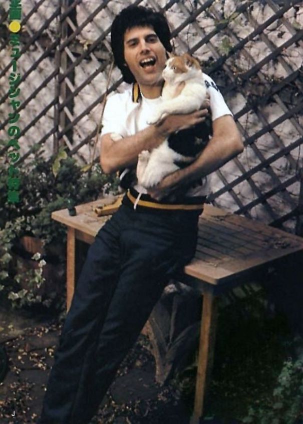 freddy mercury gatos9 copia