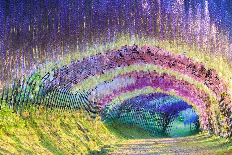 Glicinas 1 Wisteria flores naturaleza Japon viajar fantasia