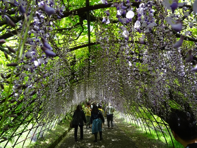 Glicinas 2 Wisteria flores naturaleza Japon viajar fantasia
