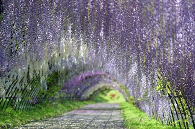 Glicinas 3 Wisteria flores naturaleza Japon viajar fantasia