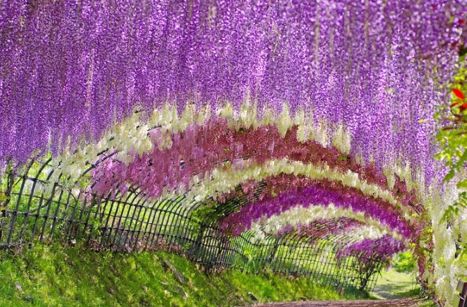 Glicinas 4 Wisteria flores naturaleza Japon viajar fantasia