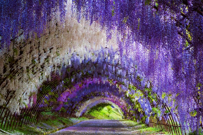 Glicinas 5 Wisteria flores naturaleza Japon viajar fantasia