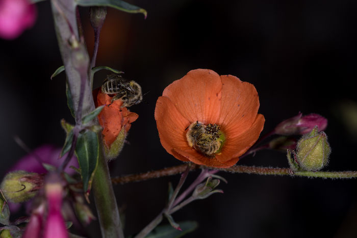 JoeNeely 1 naturaleza abejas fotografia flor fotografía salvaje curiosidad